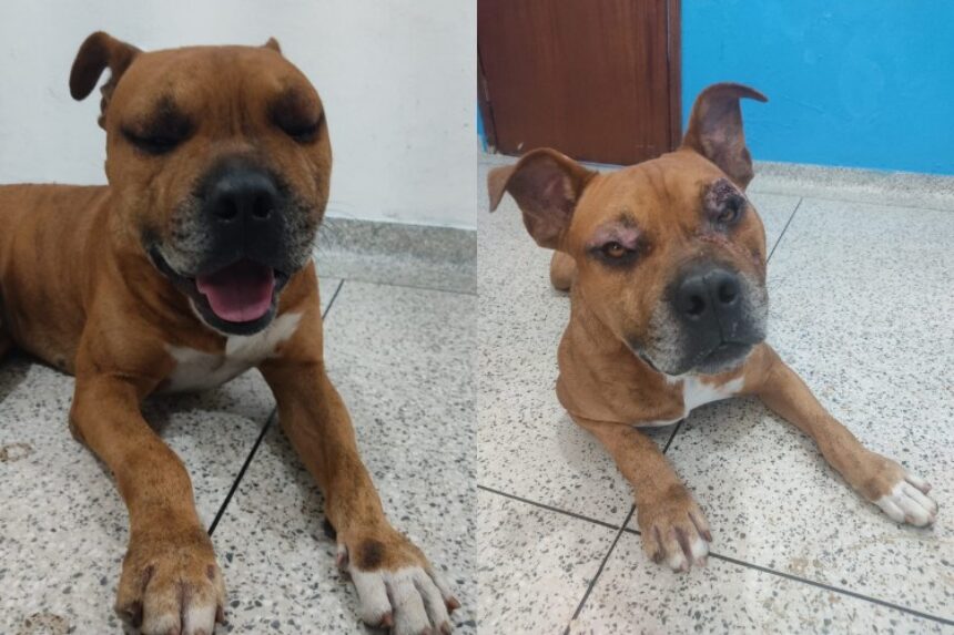 Animais vítimas de maus tratos são atendidos pelos profissionais do Centro de Atendimento animal