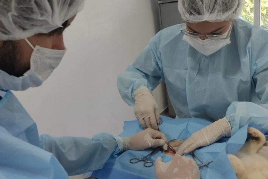 Mais de 260 castrações são realizadas em seis de funcionamento do Centro de Atendimento Animal