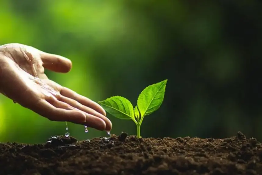100 mudas de árvores nativas são plantas em área verde na Padre Pedro em ação de limpeza e plantio